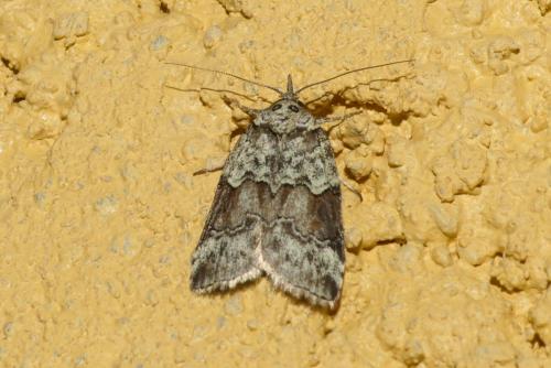 Nycteola siculana